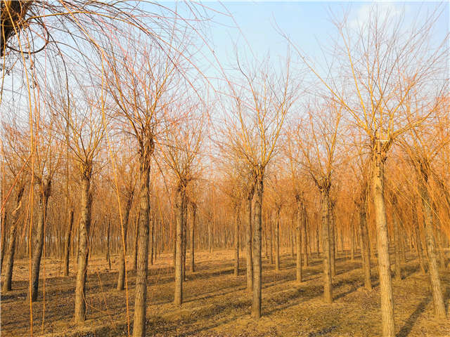 金丝垂柳照片种植基地实拍