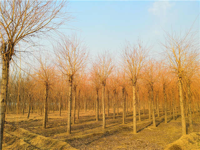 金丝垂柳照片种植基地实拍