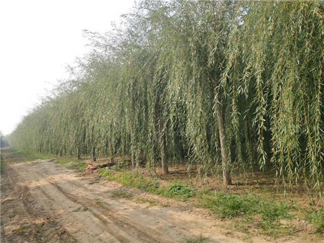 金丝垂柳照片种植基地实拍