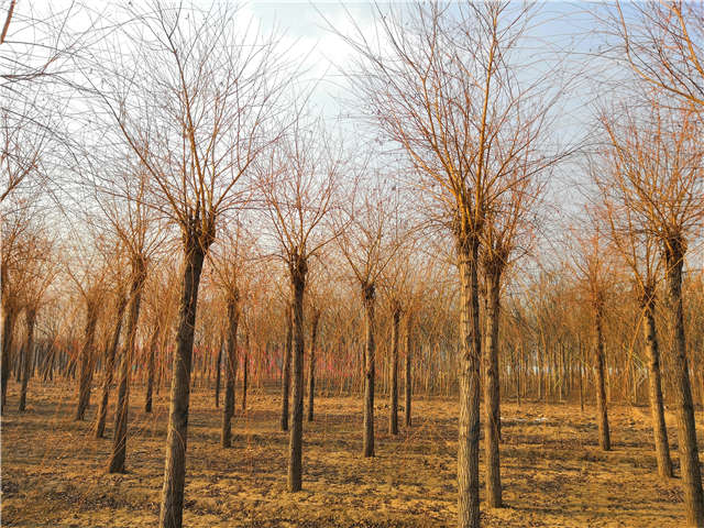 金丝垂柳照片种植基地实拍 金丝垂柳照片种植基地实拍