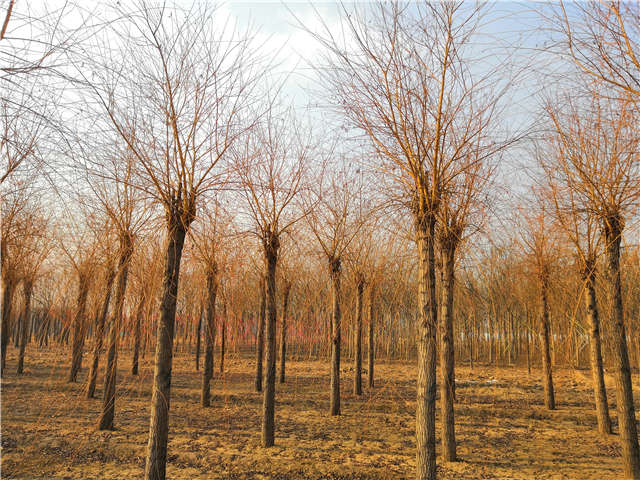 金丝垂柳照片种植基地实拍