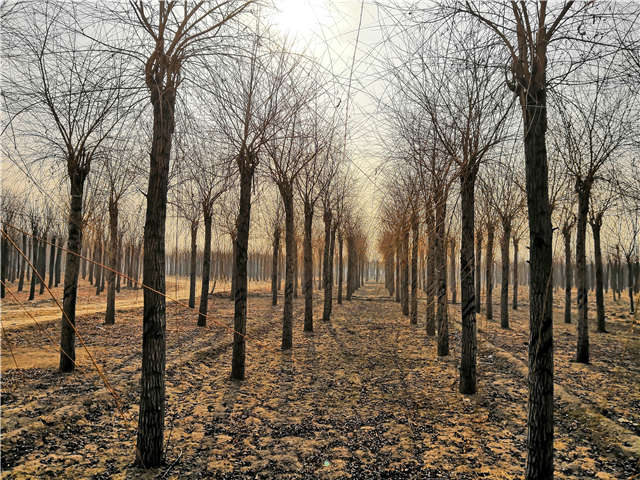 金丝垂柳照片种植基地实拍