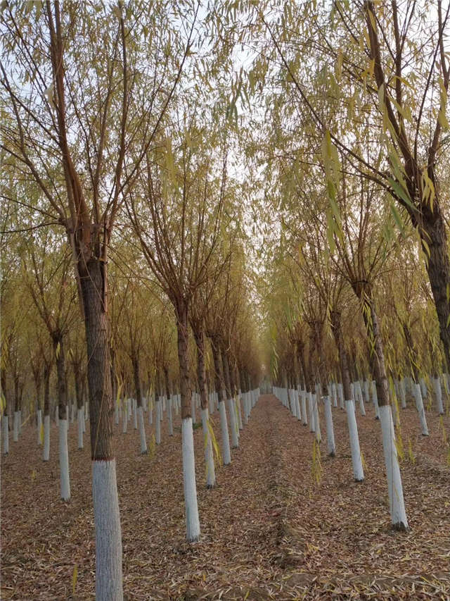 金丝垂柳照片种植基地实拍 金丝垂柳照片种植基地实拍