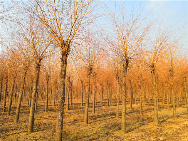 金丝垂柳照片种植基地实拍 金丝垂柳照片种植基地实拍