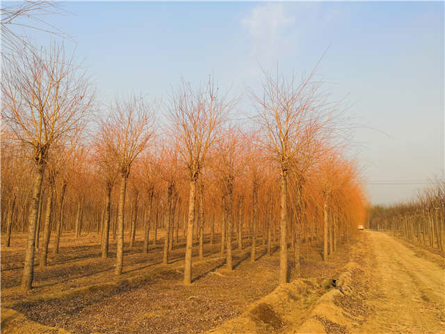 金丝垂柳照片种植基地实拍 金丝垂柳照片种植基地实拍