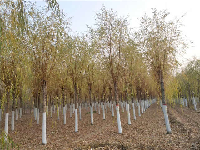 金丝垂柳照片种植基地实拍 金丝垂柳照片种植基地实拍