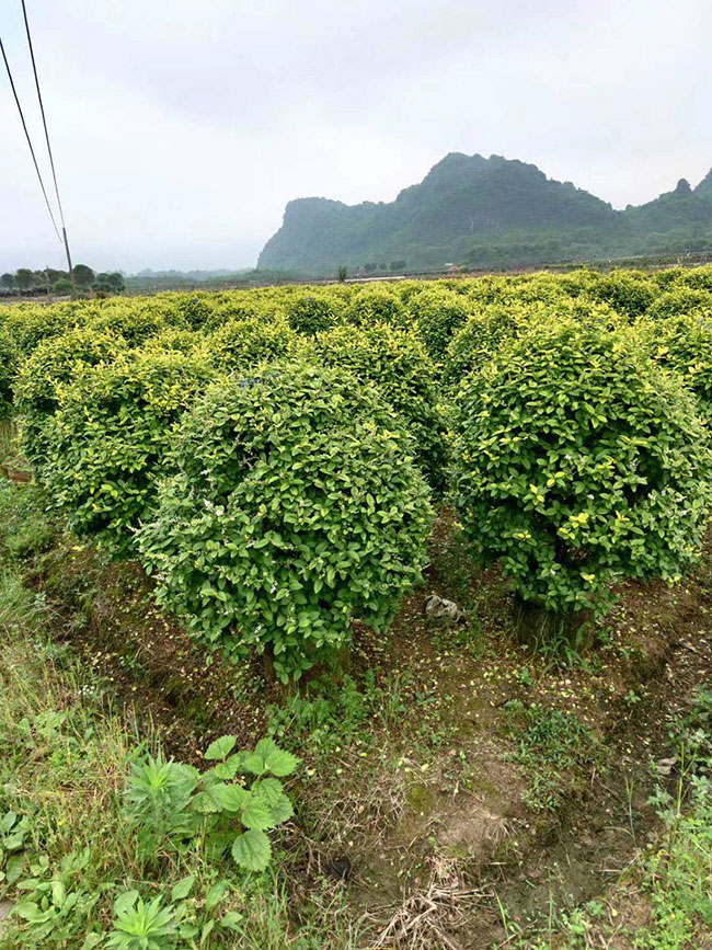 金叶女贞虫害有哪些?女贞病虫害图片及治疗药物 金叶女贞虫害有哪些?女贞病虫害图片及治疗药物