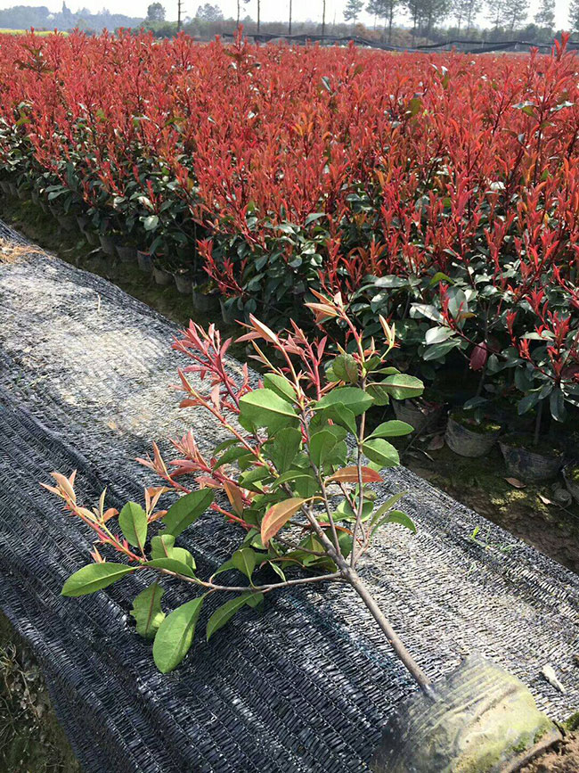 红叶石楠球