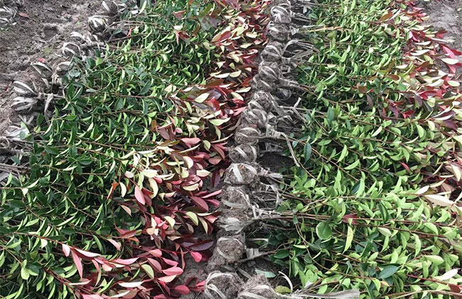 红叶石楠小苗