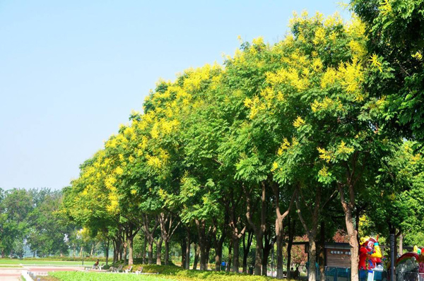 栾树 栾树