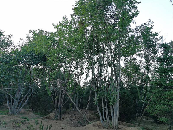 丛生五角枫 丛生五角枫