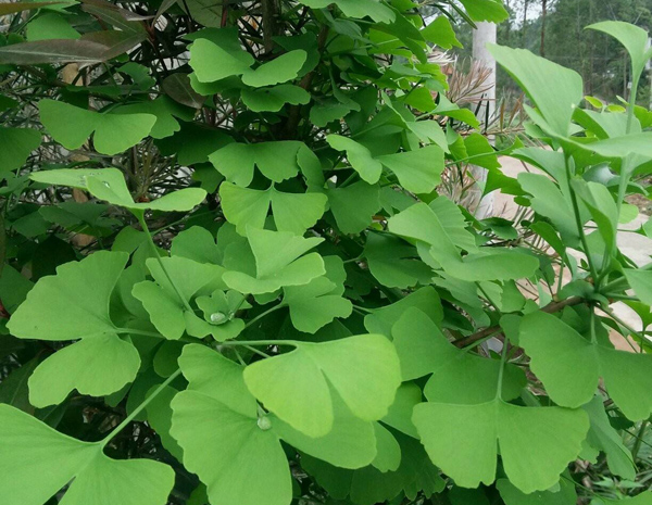银杏树 银杏树