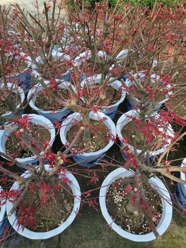 红枫价格 红枫价格