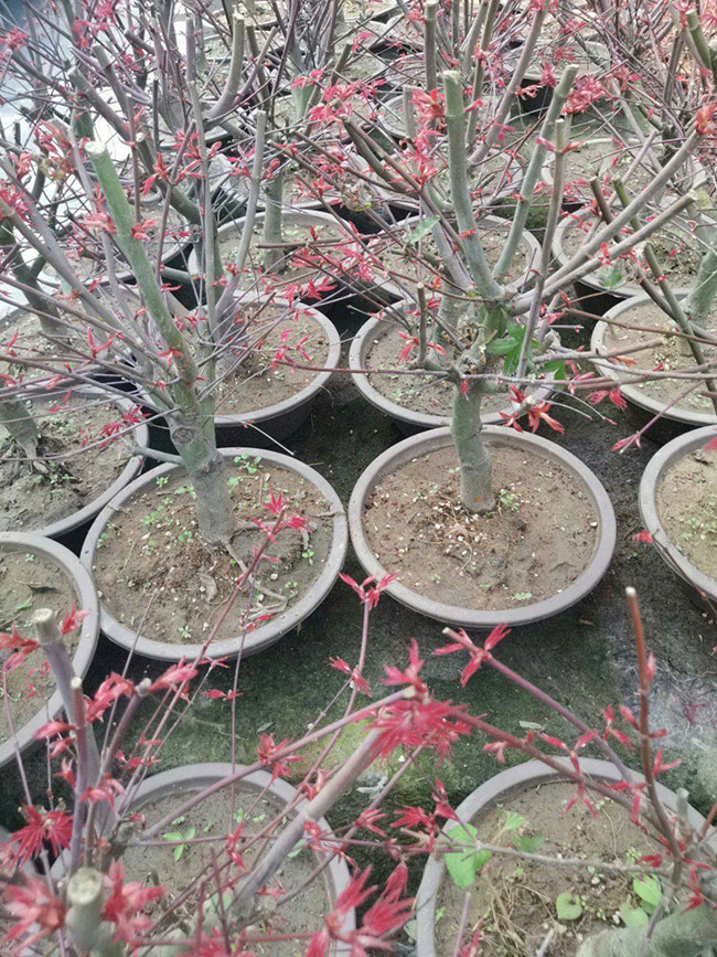红枫价格 红枫价格