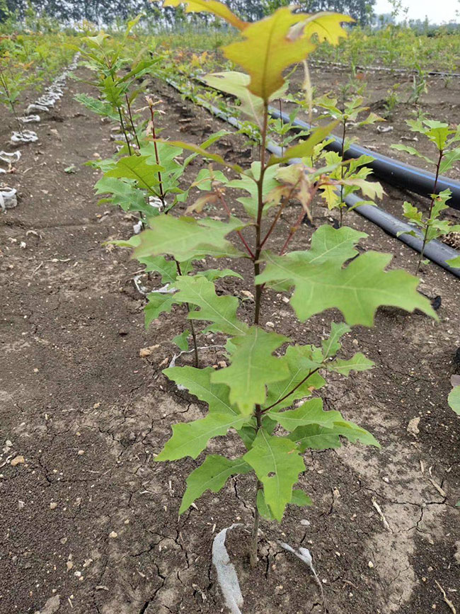 娜塔栎种植前景如何?娜塔栎种植方法 娜塔栎种植前景如何?娜塔栎种植方法
