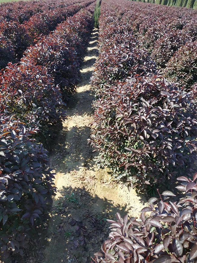 红叶李 红叶李