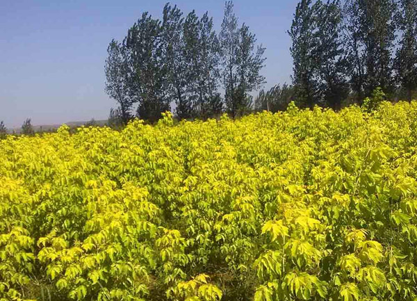 金叶复叶槭种植基地 金叶复叶槭种植基地