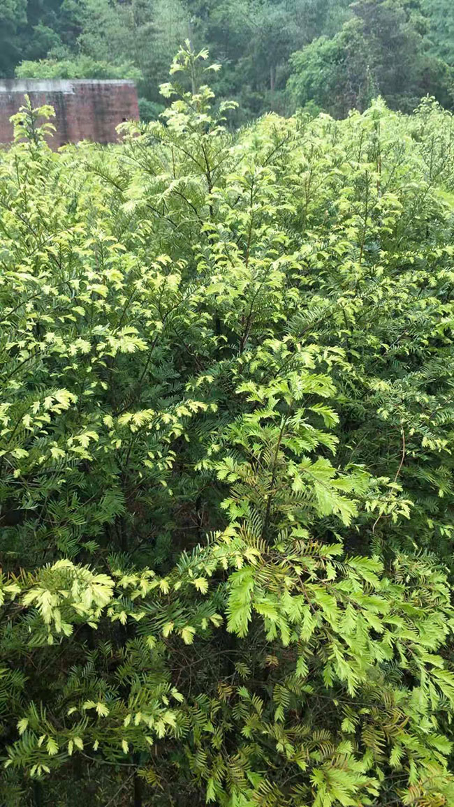 红豆杉 红豆杉
