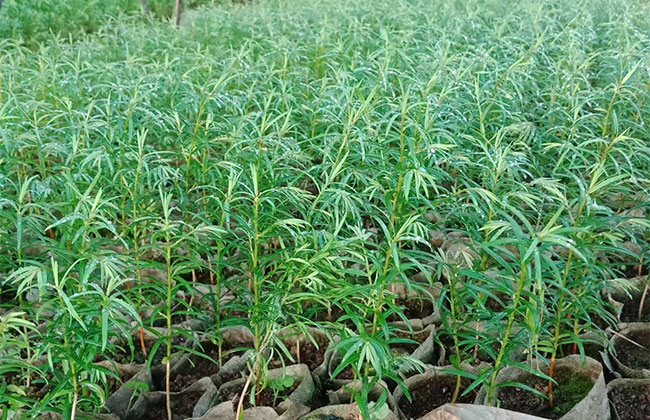 1591426092892963.jpg 曼地亚红豆杉种植前景怎么样?曼地亚种植效益