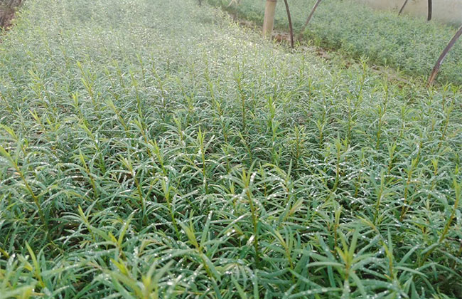 红豆杉 红豆杉