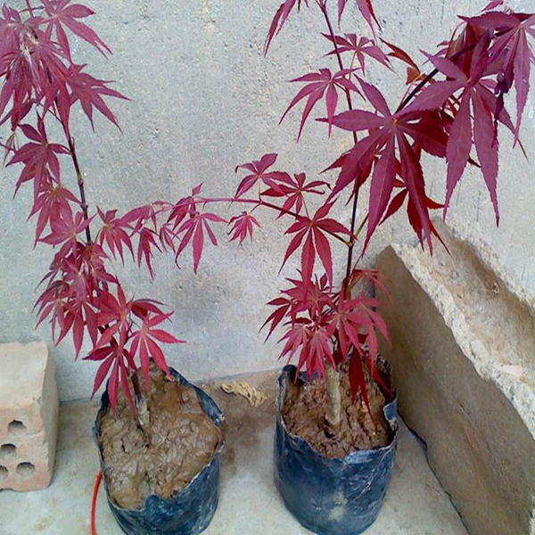 红枫小苗 红枫小苗