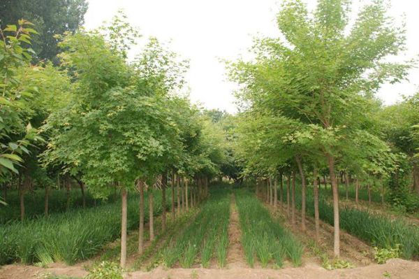 五角枫种植基地 五角枫种植基地