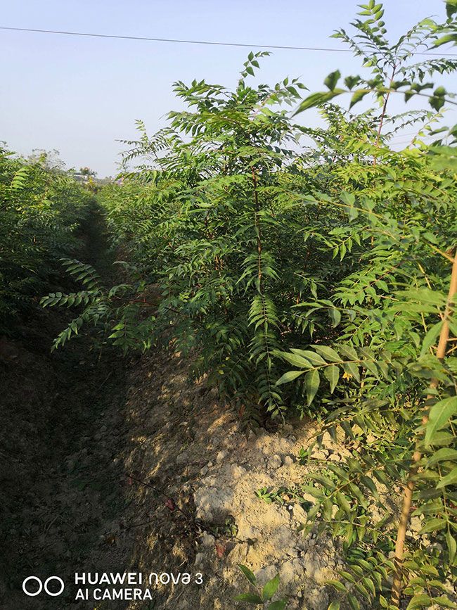 黄连木价格多少钱一棵?黄连木如何种植? 黄连木价格多少钱一棵?黄连木如何种植?
