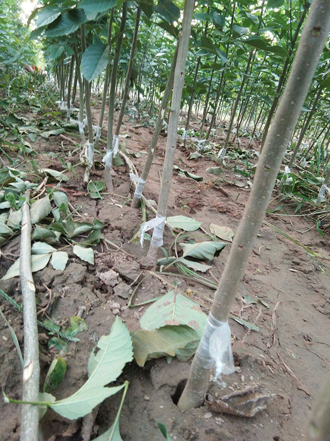 白蜡杆树怎样种植白蜡杆的种植方法