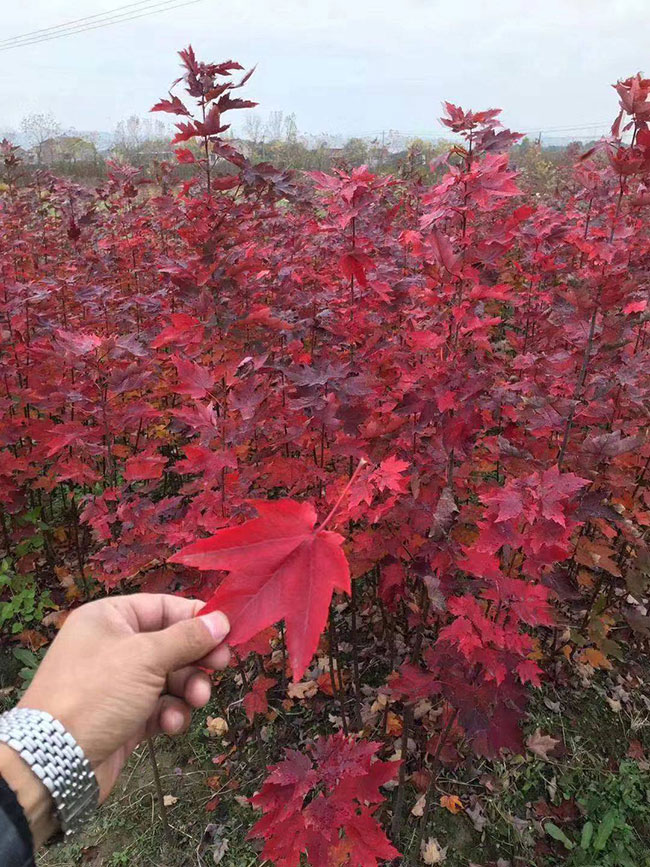 美国红枫盆栽怎么种?美国红枫盆栽种植教程 美国红枫盆栽怎么种?美国红枫盆栽种植教程