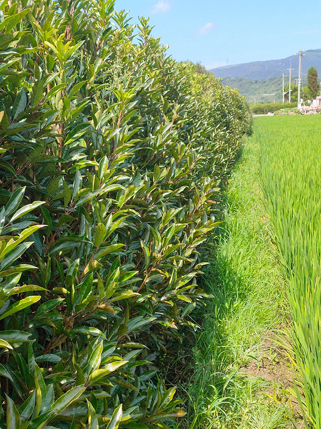 法国冬青价格多少钱一棵?法国冬青的种植方法 法国冬青价格多少钱一棵?法国冬青的种植方法
