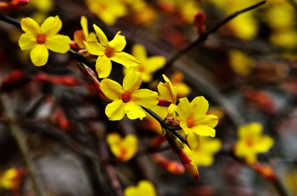 迎春花 迎春花