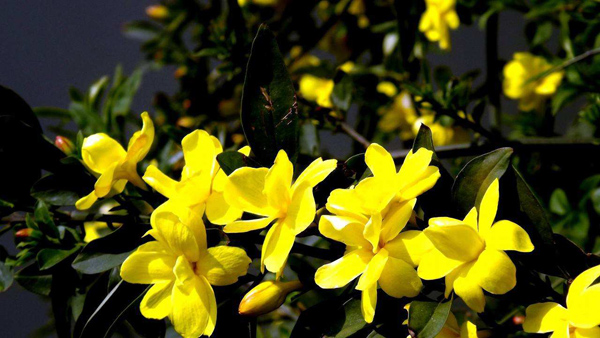 迎春花 迎春花
