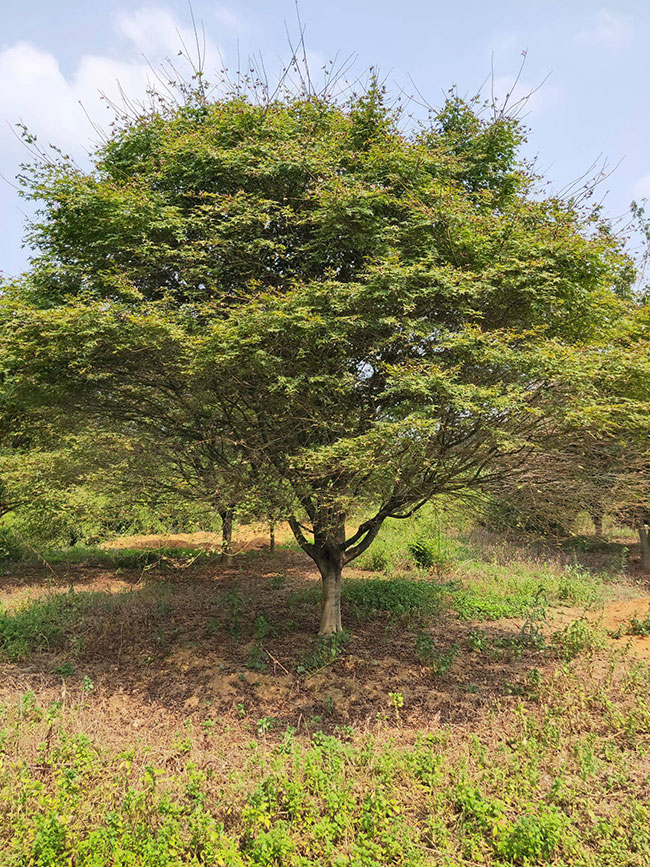1586492805283159.jpg 美国红枫种子怎样育苗?红枫种子种植方法