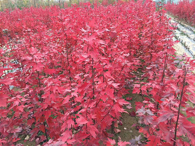 美国红枫种子怎样育苗?红枫种子种植方法
