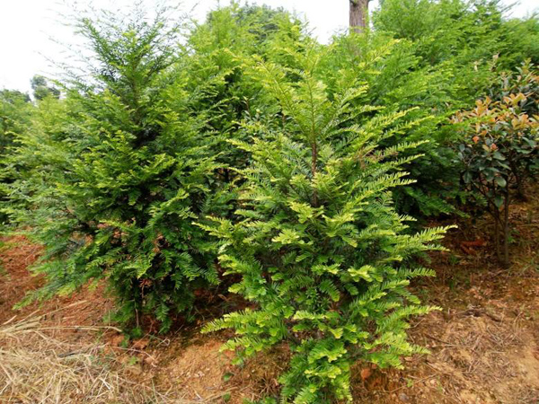 选用微酸性土壤盆栽红豆杉养殖应疏松,富含腐殖质,肥沃,保水,,透气