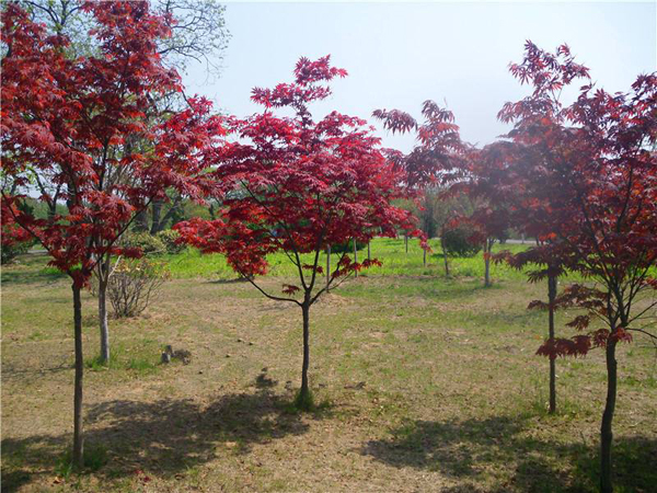 红枫树 红枫树