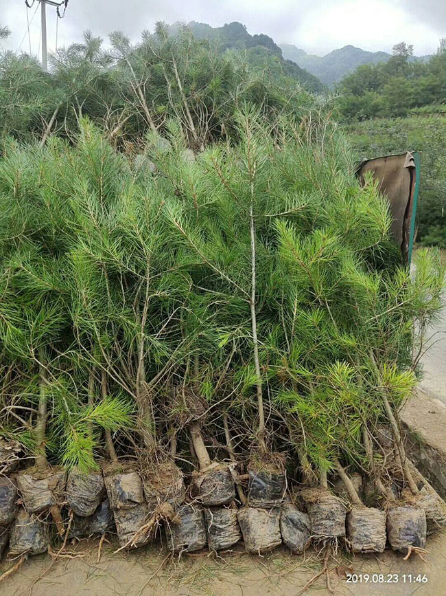 白皮松针叶发黄怎么办?白皮松针叶发黄原因及解决方法 白皮松针叶发黄怎么办?白皮松针叶发黄原因及解决方法