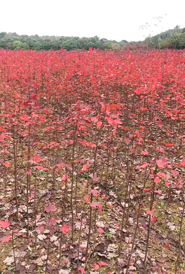 美国红枫小苗基地实拍-12101141.jpg