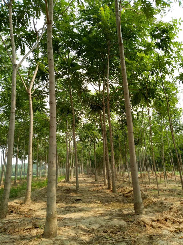 臭椿种植基地实拍