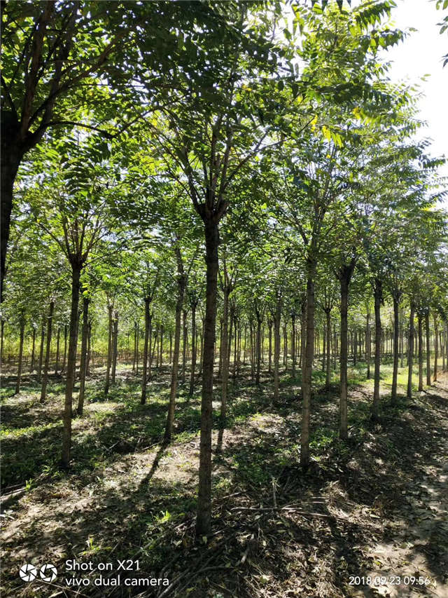 臭椿种植基地实拍 臭椿种植基地实拍