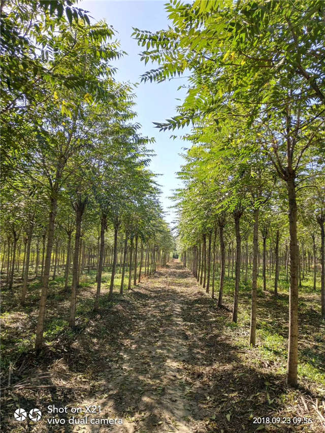 臭椿种植基地实拍 臭椿种植基地实拍