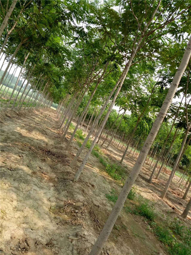 臭椿种植基地实拍 臭椿种植基地实拍