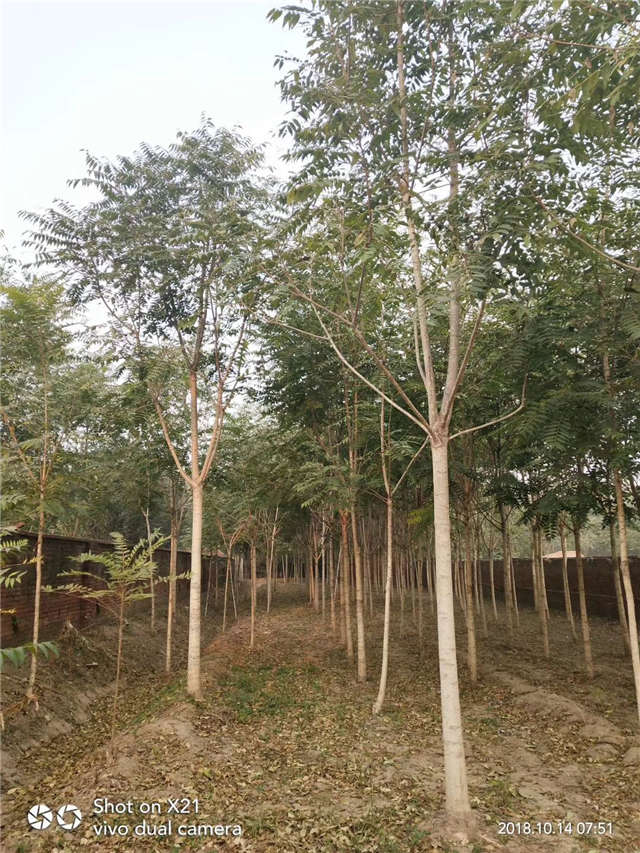 臭椿种植基地实拍 臭椿种植基地实拍