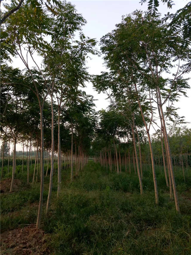 臭椿种植基地实拍 臭椿种植基地实拍