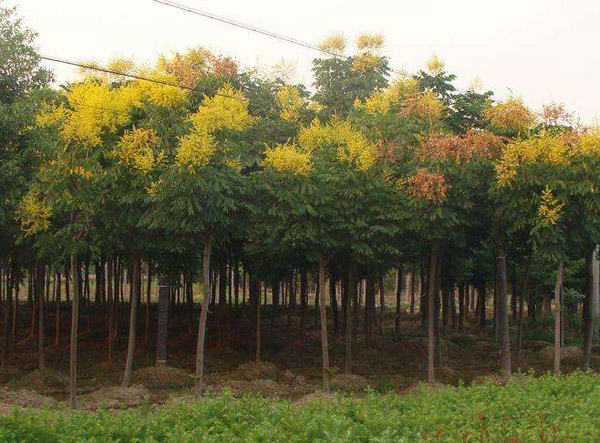 栾树 栾树