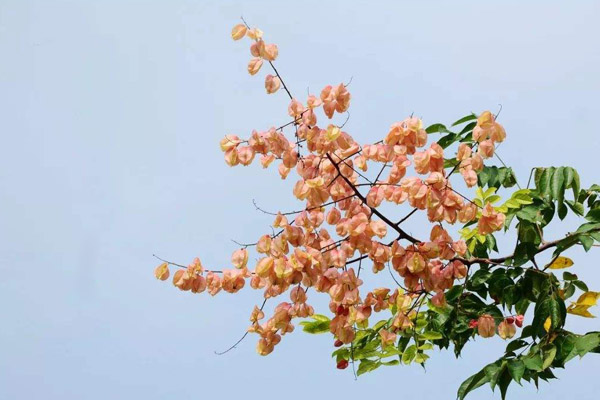 栾树果实 栾树果实