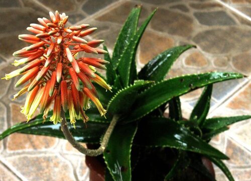 龙舌兰属的植物,它的花期是夏季,但并不常见,因为想让它开花,需要养护