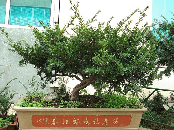 红豆杉 红豆杉