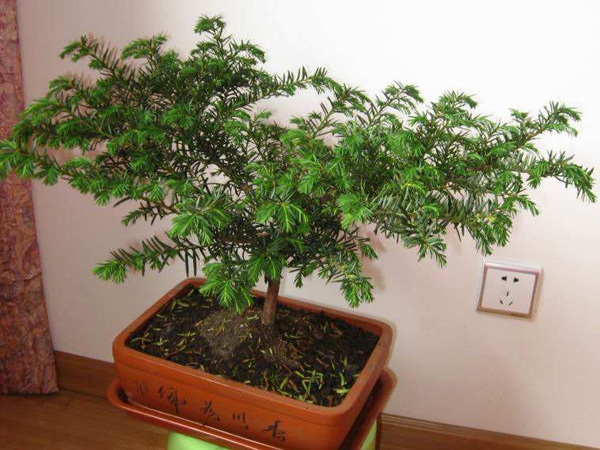红豆杉 红豆杉