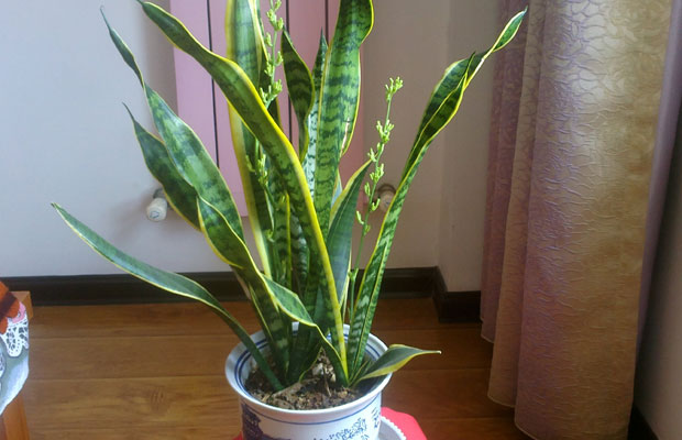 虎皮兰29.jpg